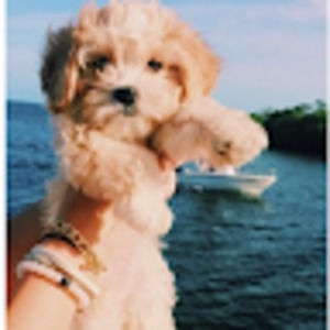 Meet your Posher, Isabel